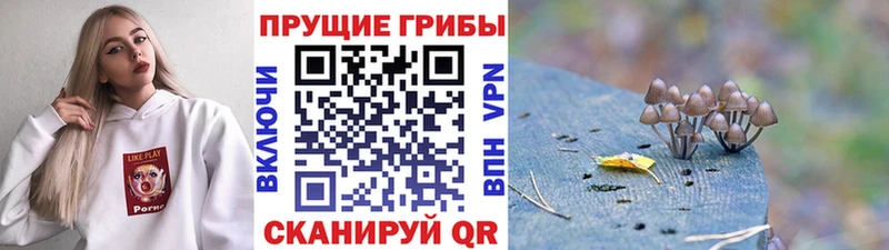 купить наркотик  Томмот  mega зеркало  Галлюциногенные грибы Psilocybe 